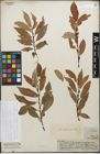 Foto von Salix daphnoides Vill.